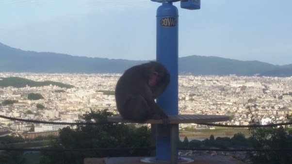 kyoto monkey.jpg