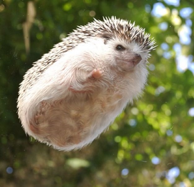 flying hedgehog