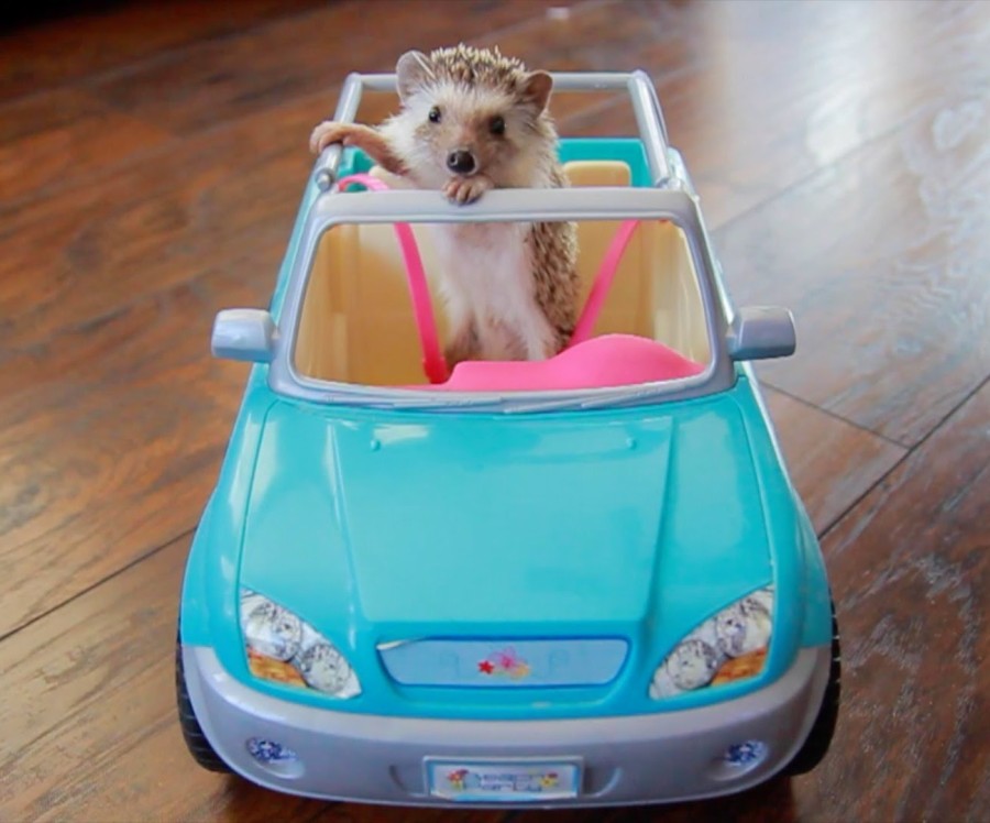 hedgehog in car