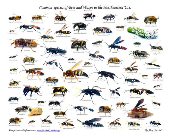 kinds of bees