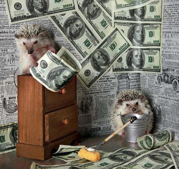 hedgehogs money