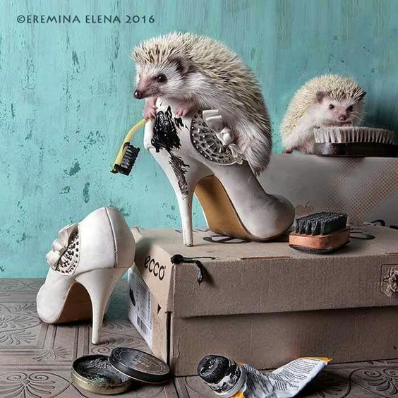 eremina hedgehog upgrade shoes