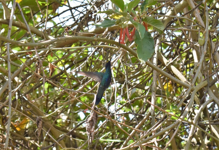 Bogota colibri