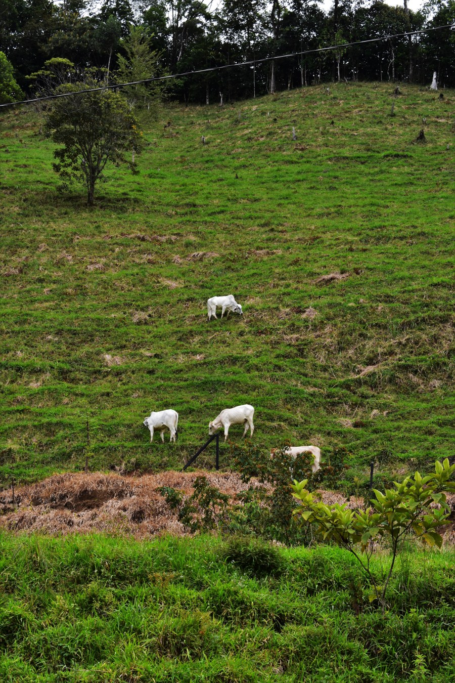 SanCa vertical cows 2