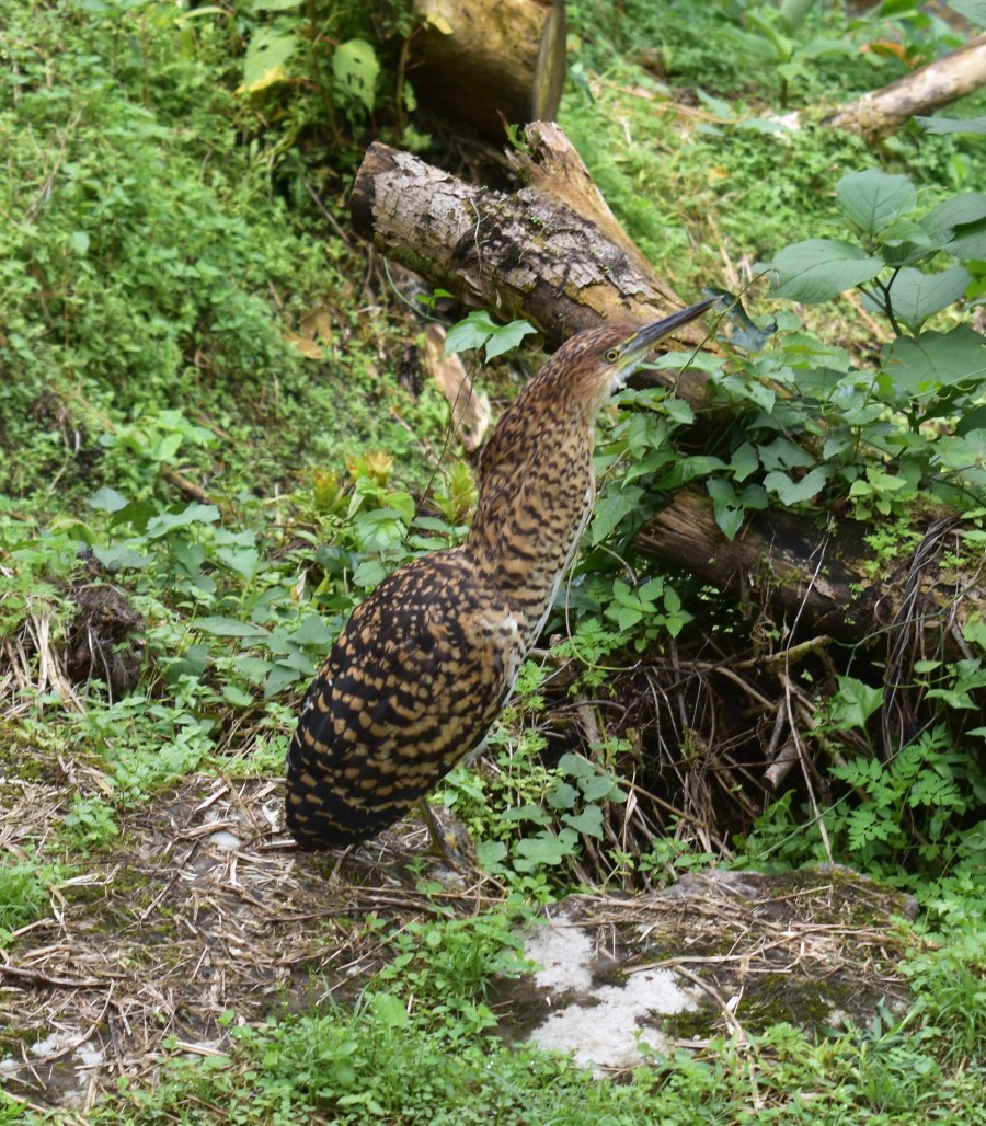Sierra Nevada brown bird