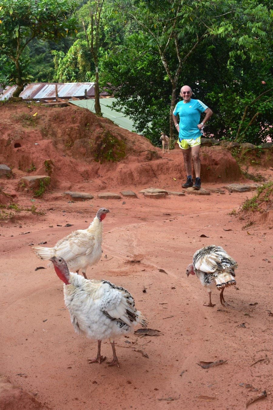 Sierra Nevada chickens