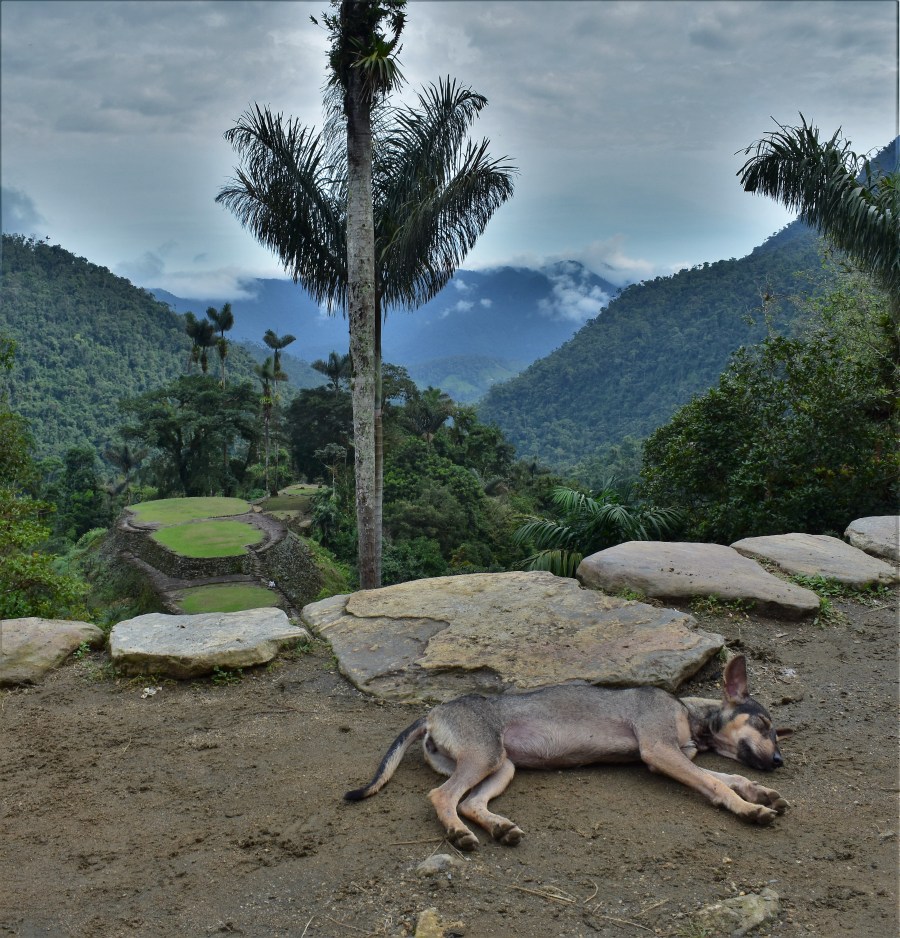 Sierra Nevada ciudad dog