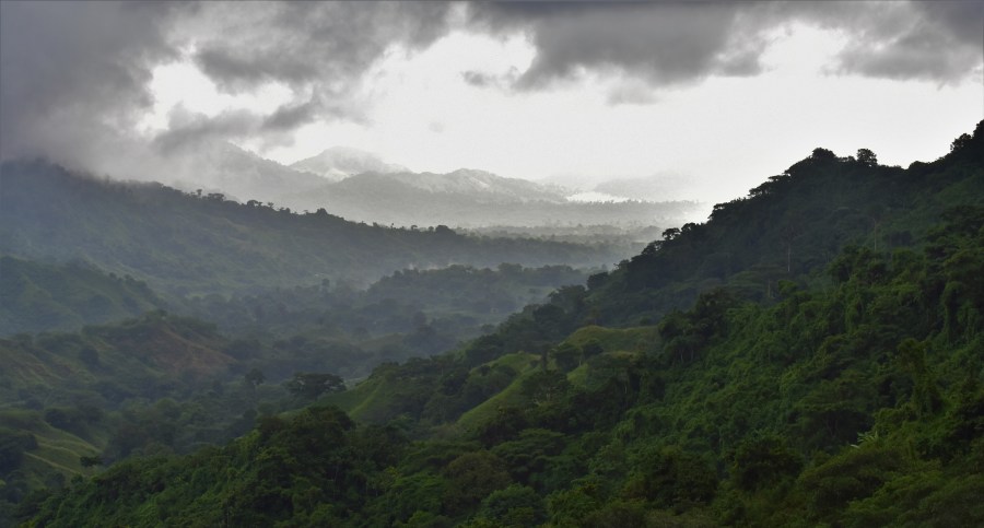 Sierra Nevada cloud forest