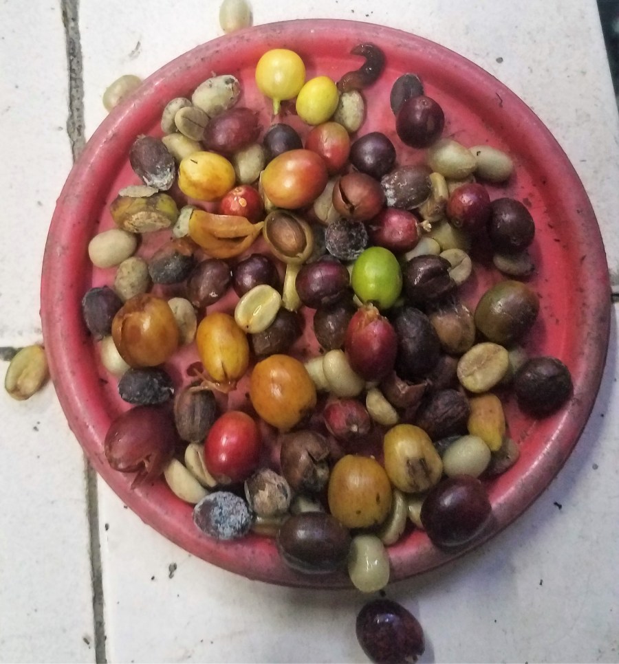 Sierra Nevada coffee