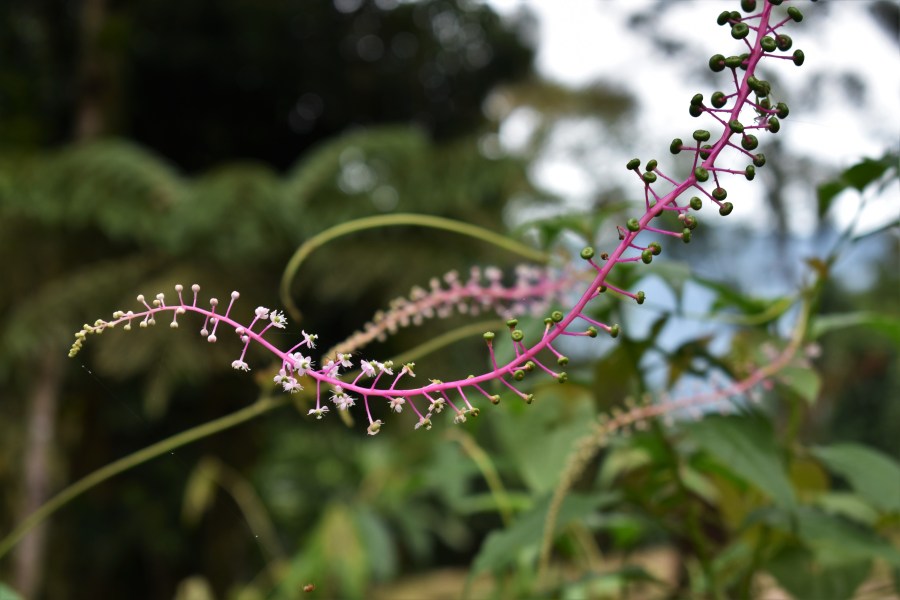 Sierra Nevada flowering branch