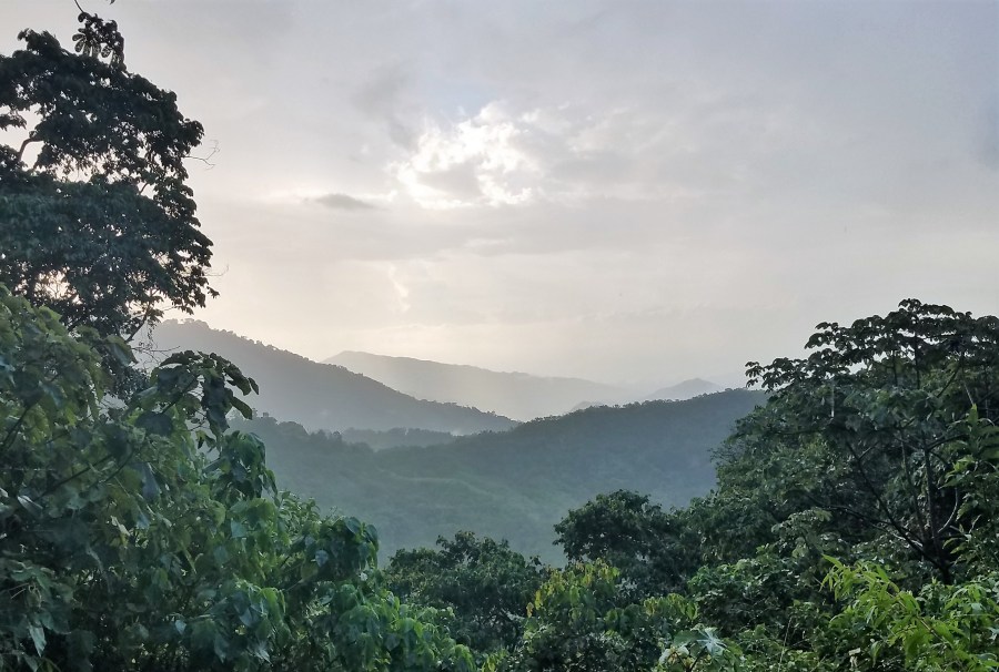 Sierra Nevada jungle view