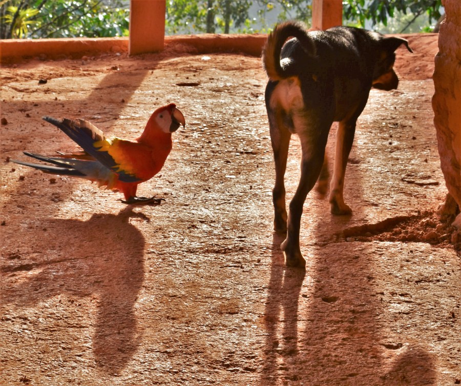 Sierra Nevada parrot dog