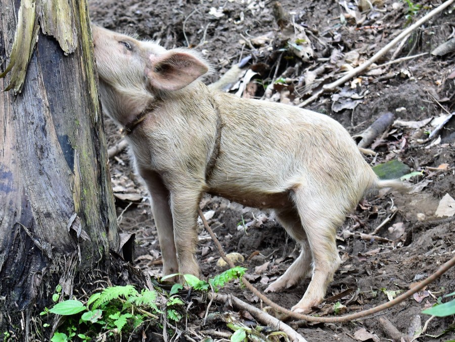 Sierra Nevada wild pig 2