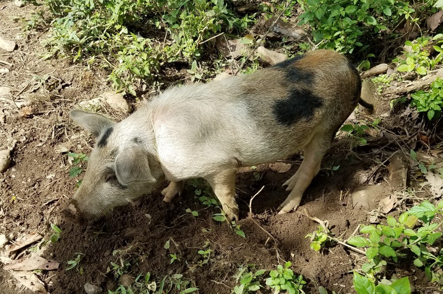Sierra Nevada wild pig