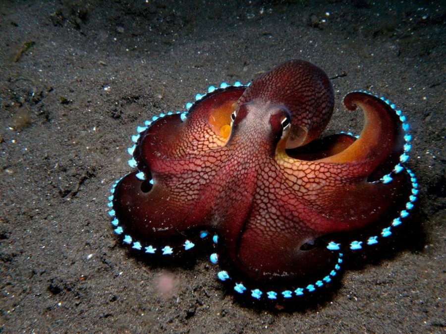 Bioluminescent octopus.jpg