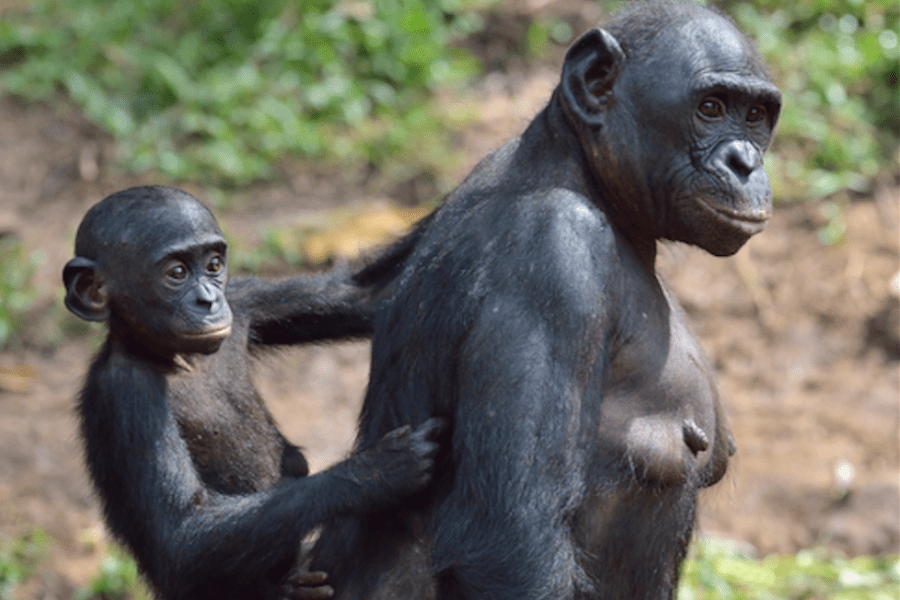 bonobo mother and son.png