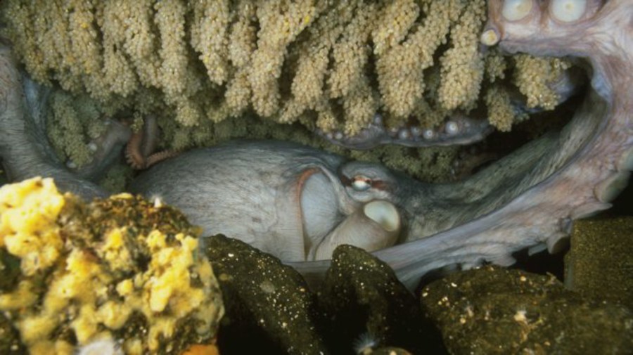 ocotpus-lair-stuart-westmorland