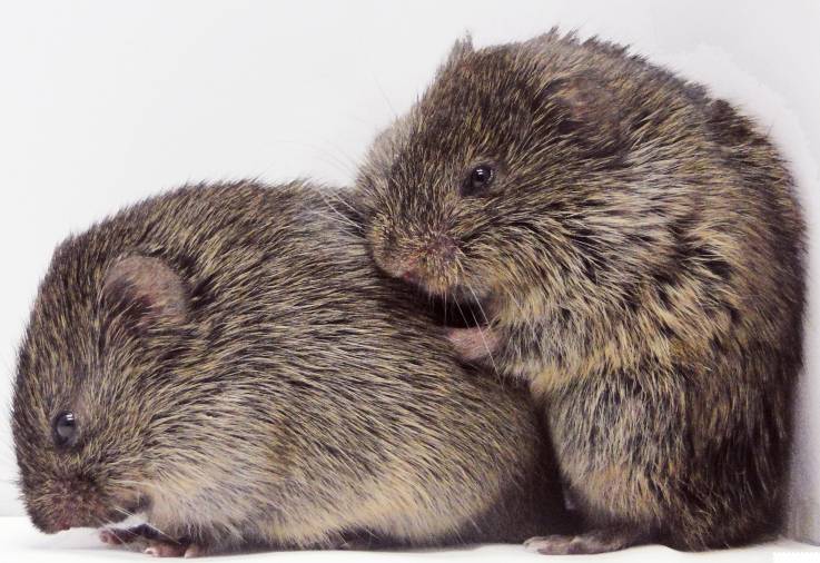 voles