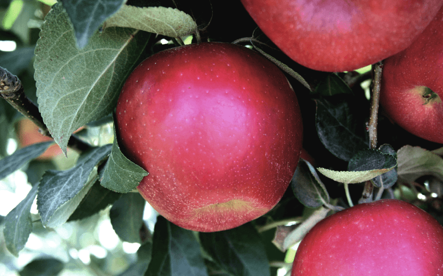 CosmicCrisp-Tree_Apple-6