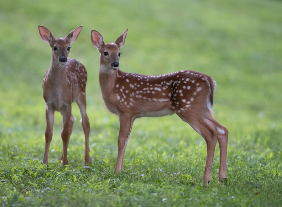 two fawns
